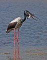 Black-necked Stork with Little Grebe.Kosi, India.February 2008